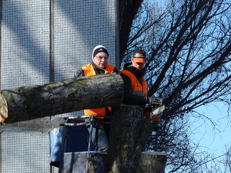 Tree Service Tampa Fl