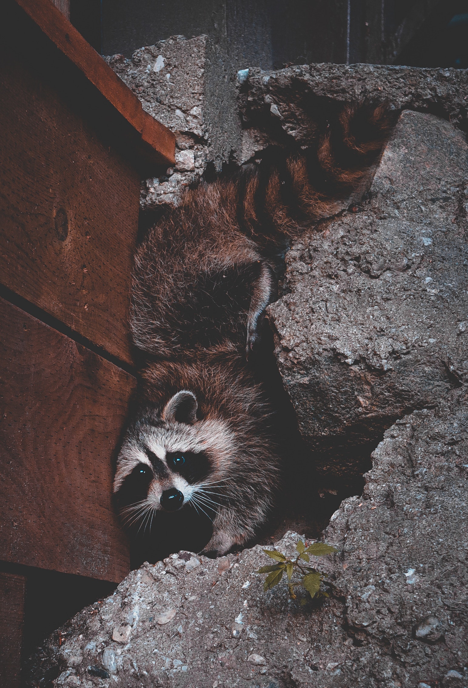 raccoon