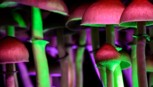 psilocybin psychedelic