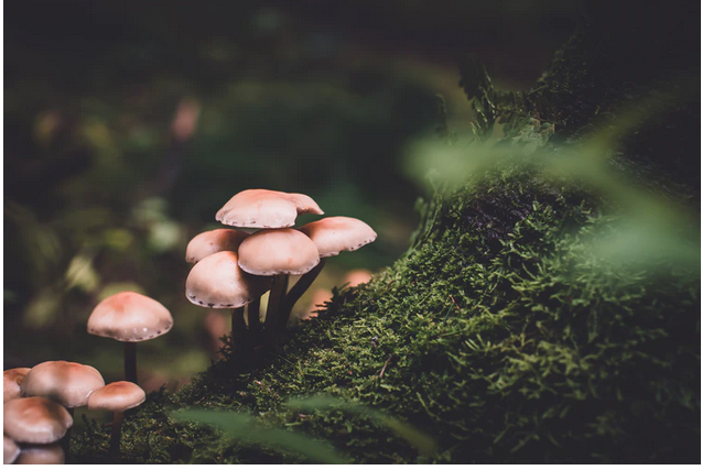 shrooms in the forest