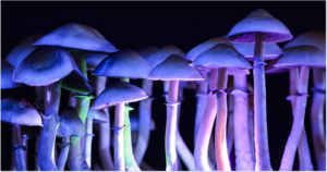 choose the psilocybin strain that suits you